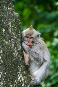 Monkey in forest park in ubud, bali indonesia.