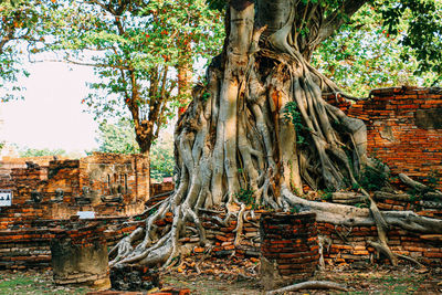 Old tree by building