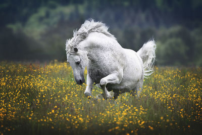 View of an animal on field