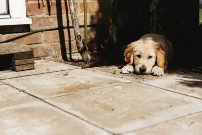 Cute golden retriever labrador puppy lying down on patio