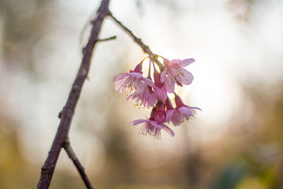  wild himalayan cherry with color is pink in the phu lom lo tourist attraction loei province thailand