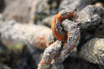 Close-up of rusty metal on rock