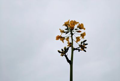 Low angle view of flower against clear sky