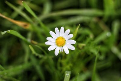 High angle view of white daisy flower