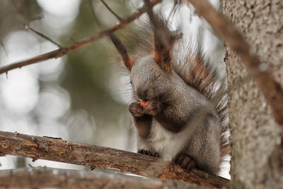 Close-up of squirrel on tree branch