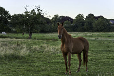 Horse standing in a field