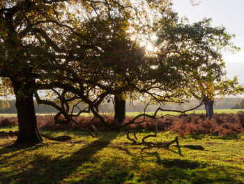 Trees on field against sky