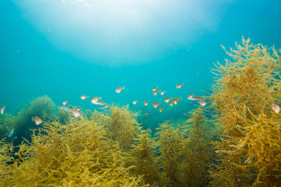 Sunlight shining down on a forest of seaweed