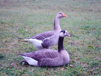 Close-up of mallard duck on field