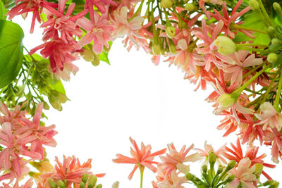 Low angle view of pink flowering plants