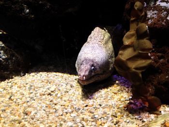 Close-up of fish in aquarium