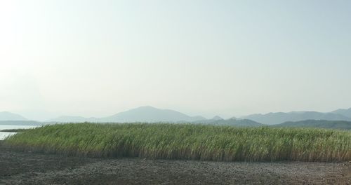 Scenic view of field against clear sky