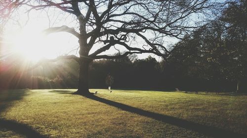 Sun shining through trees