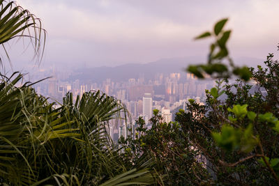 Plants growing in city against sky