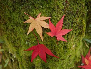 Close-up of maple leaf on red leaves