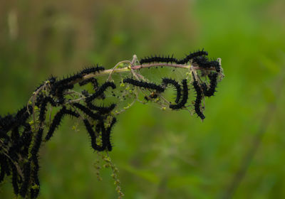 Close-up of insect on plant