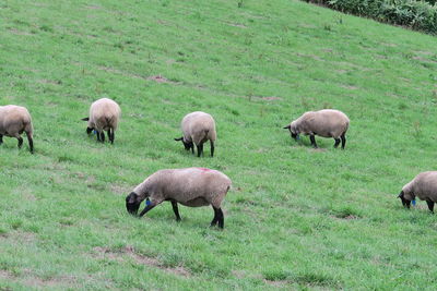 Sheep grazing in a field