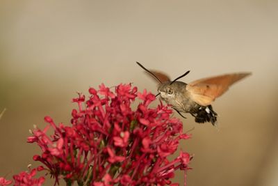 Close-up of insect on flower