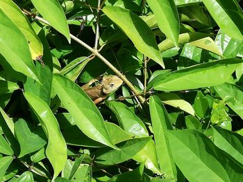 Close-up of insect on plant