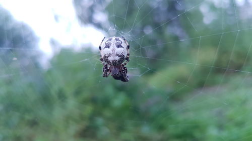 Close-up of spider on web