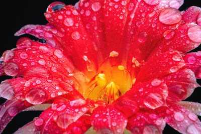 Close-up of water drops on fresh pink flower in rainy season