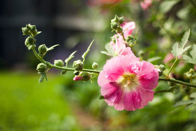 Close-up of pink flowering plant