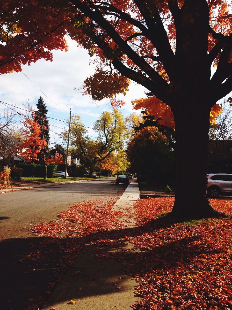 tree, transportation, autumn, road, street, car, change, season, the way forward, sky, branch, orange color, sunset, land vehicle, nature, growth, tranquility, leaf, mode of transport, beauty in nature