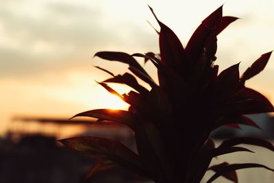 Close-up of orange flower against sky