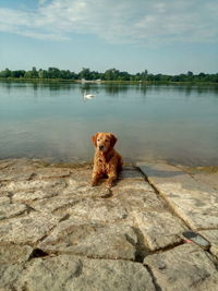 Dog on a lake