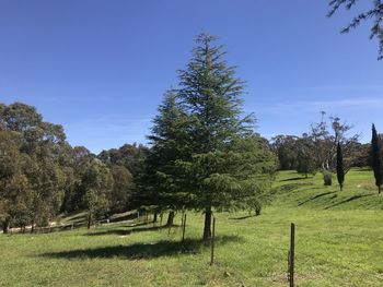 Trees on field against sky
