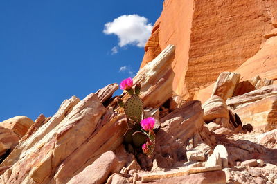 Low angle view of cactus