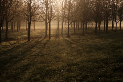 Trees in park