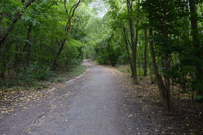 Empty road along trees in forest