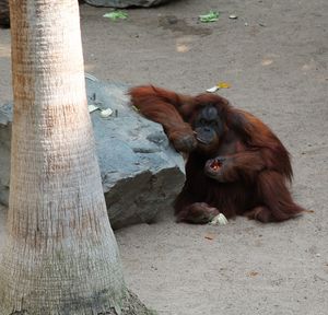 Portrait of orangutan sitting in zoo