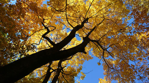 Low angle view of tree against sky