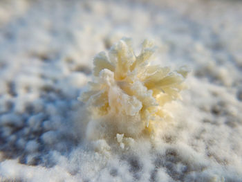 Close-up of snow on plant