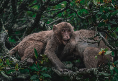 Portrait of monkey sitting in a forest