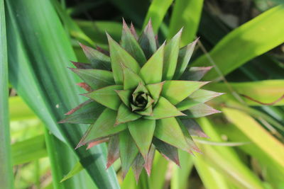 Close-up of succulent plant