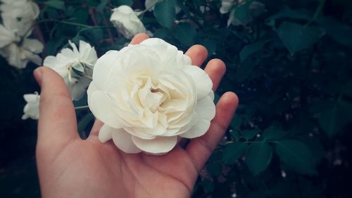 Cropped hand holding white flowering plants