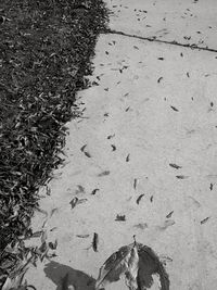 High angle view of birds on sand at beach