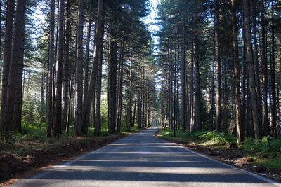 View of pine trees in forest