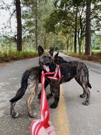 Portrait of dog sitting on land