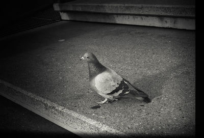 Close-up of bird perching on floor