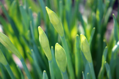 Close-up of plant growing on field