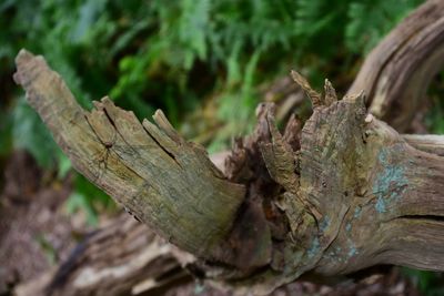 Close-up of lizard on tree trunk in forest