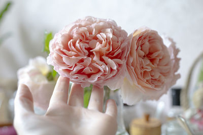 Close-up of hand holding rose flower