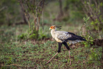 Close-up of bird perching on a land