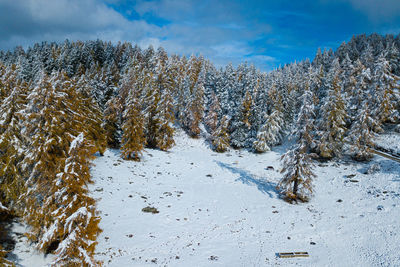 Snow covered trees against sky