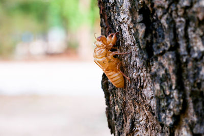 Molting cicada close up with stuck in the bark