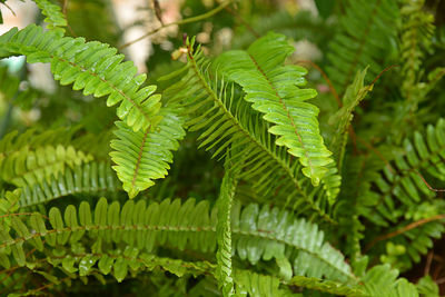 Close-up of fern leaves on tree